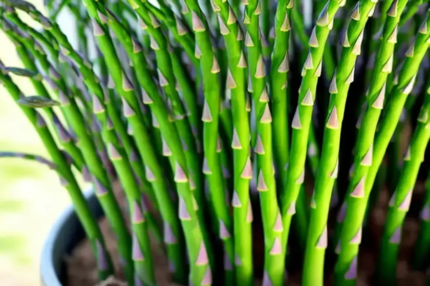 Asparagus fern (asparagus setaceus) — photo 3