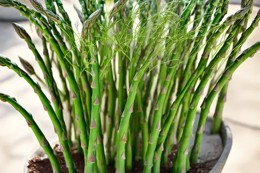 Asparagus fern (asparagus setaceus) — photo 2