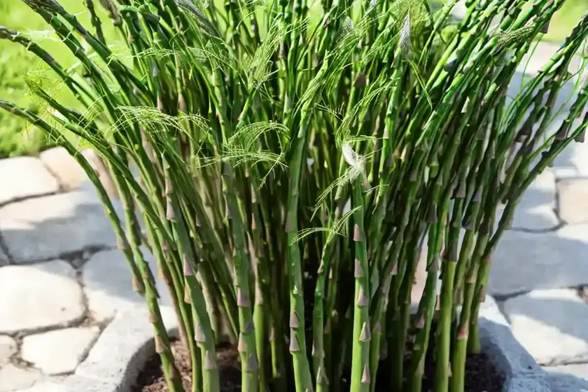 Asparagus fern (asparagus setaceus) — photo 3