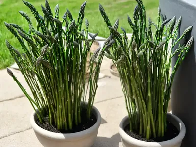 Asparagus Fern (Asparagus Setaceus)