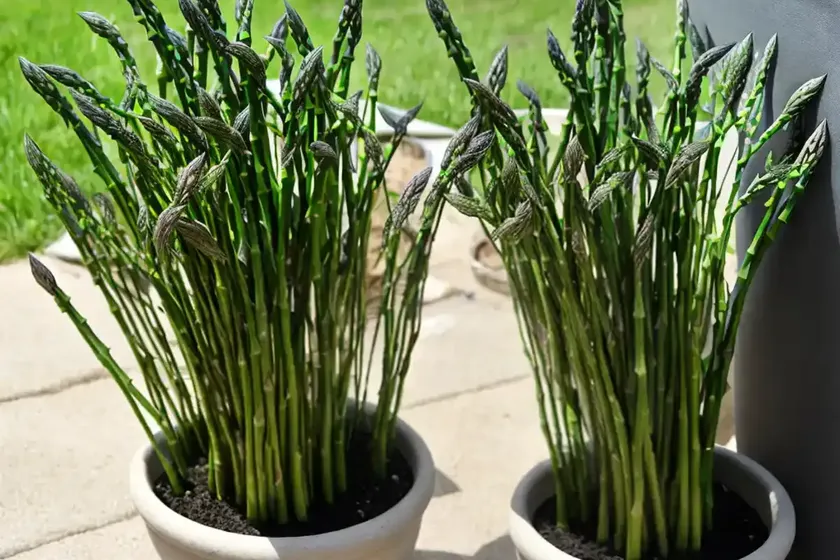 Asparagus fern (asparagus setaceus)