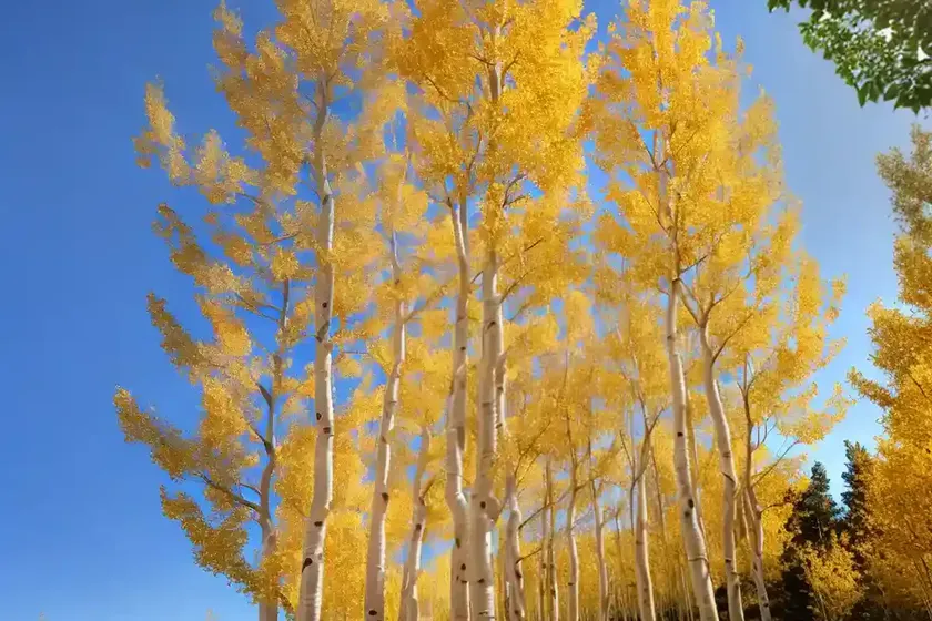 Aspen (populus tremula) — photo 2