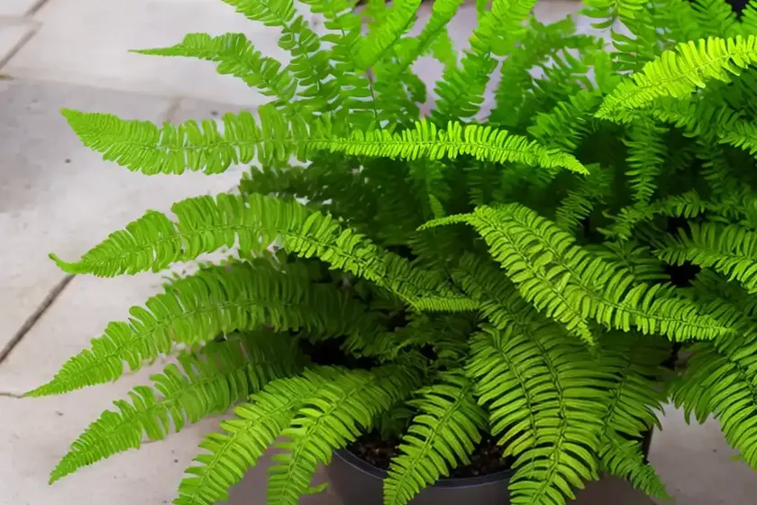 Asplenium bulbiferum (hen and chickens fern) — photo 2