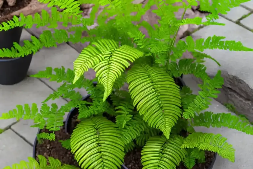 Asplenium bulbiferum (hen and chickens fern) — photo 3