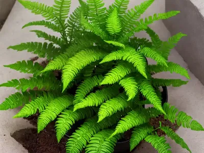 Asplenium Bulbiferum (Hen And Chickens Fern)