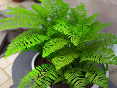Asplenium Kenzoi (Asplenium)