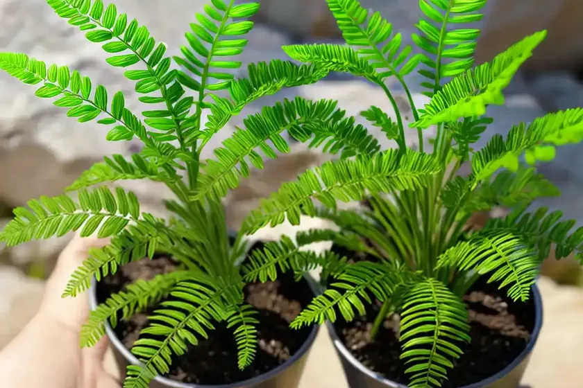 Asplenium montanum (mountain spleenwort) — photo 3
