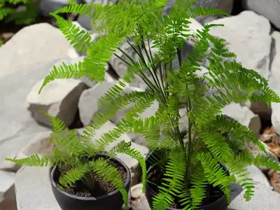 Asplenium Montanum (Mountain Spleenwort)