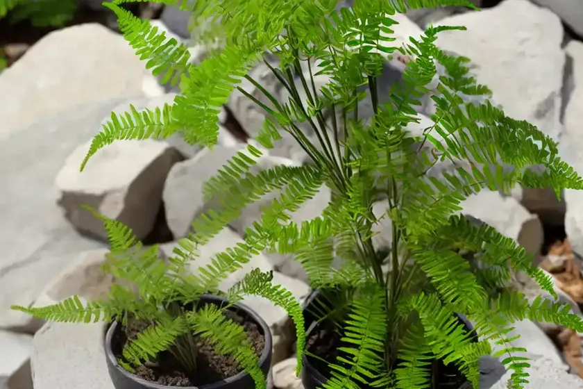 Asplenium montanum (mountain spleenwort)