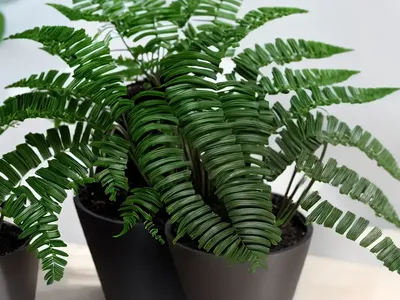 Asplenium Platyneuron (Ebony Spleenwort)