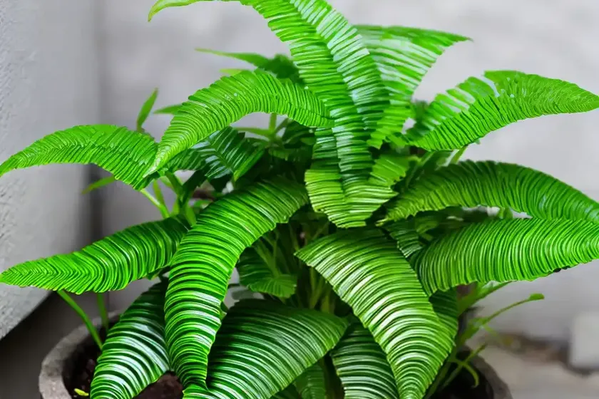 Asplenium scolopendrium (hart’s tongue fern) — photo 2