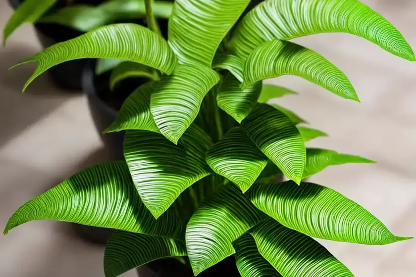 Asplenium scolopendrium (hart’s tongue fern) — photo 3