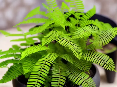 Asplenium Trichomanes (Maidenhair Spleenwort)