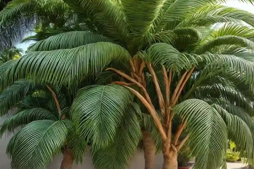 Assai palm (euterpe oleracea) — photo 2