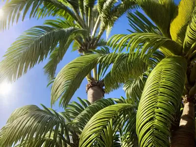 Assai Palm (Euterpe Oleracea)