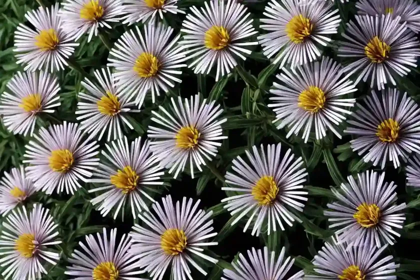 Aster Amellus ‘Grunder’ (Italian Aster) — photo 2