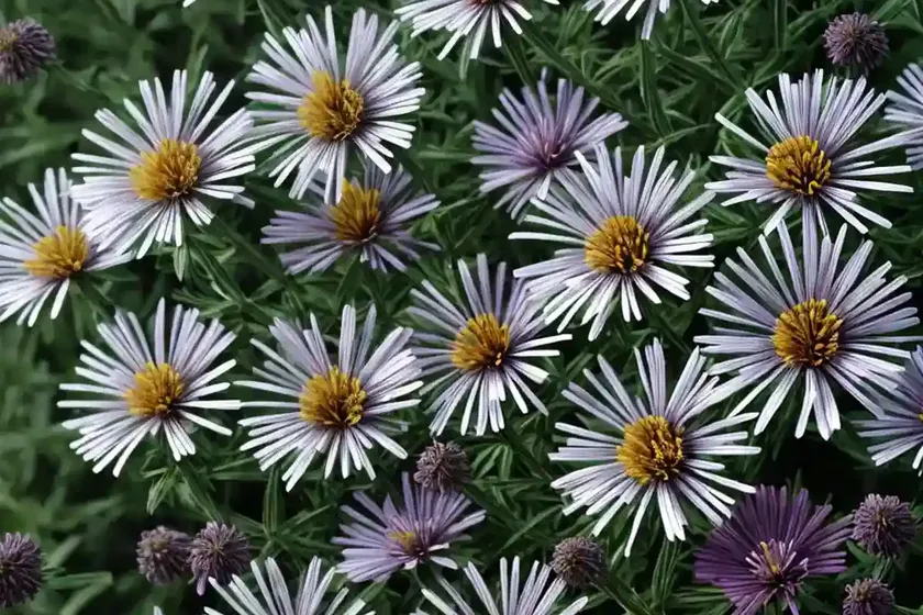 Aster Amellus ‘Grunder’ (Italian Aster) — photo 3