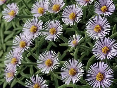 Aster Amellus ‘Grunder’ (Italian Aster)