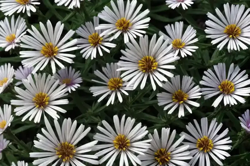 Aster (eurybia paludosa) — photo 2