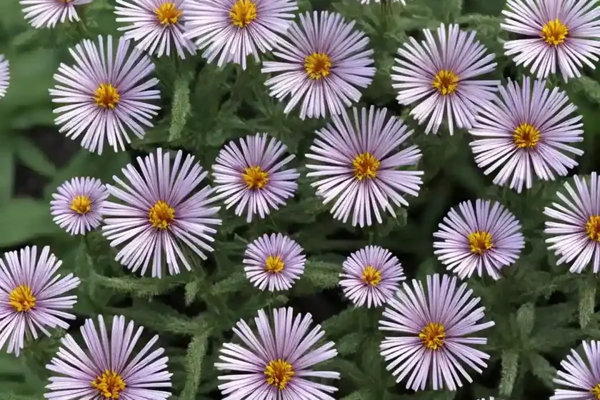 Aster (kalimeris mongolica) — photo 2