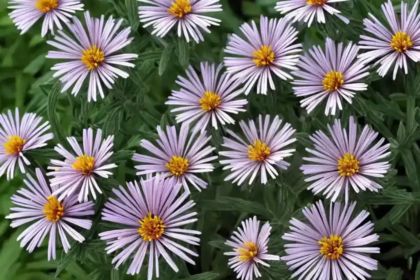 Aster (kalimeris mongolica) — photo 3