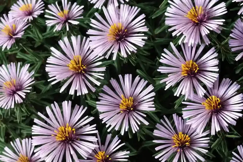Aster Novae-angliae ‘Pink Victor’ (New England Aster) — photo 2