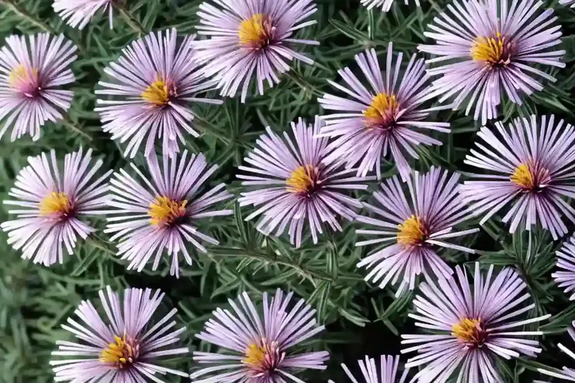 Aster Novae-angliae ‘Pink Victor’ (New England Aster) — photo 3