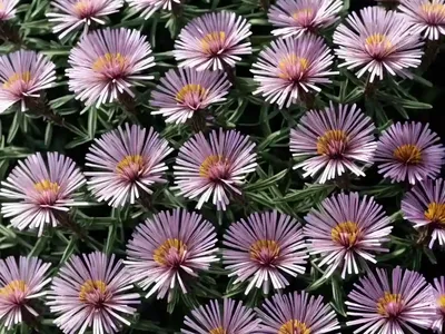 Aster Novae-angliae ‘Pink Victor’ (New England Aster)