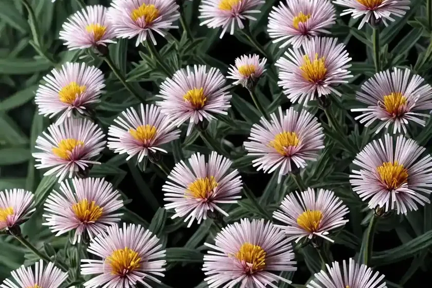 Aster Novi-belgii ‘Royal Ruby’ (New York Aster) — photo 2