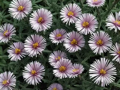 Aster Novi-belgii ‘Royal Ruby’ (New York Aster)