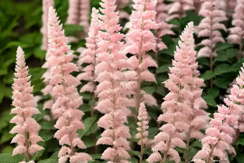 Astilbe (Astilbe X Rosea ‘Peach Blossom’) — photo 2