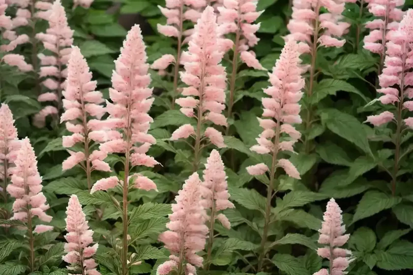 Astilbe (Astilbe X Rosea ‘Peach Blossom’) — photo 3