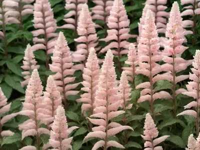 Astilbe (Astilbe X Rosea ‘Peach Blossom’)