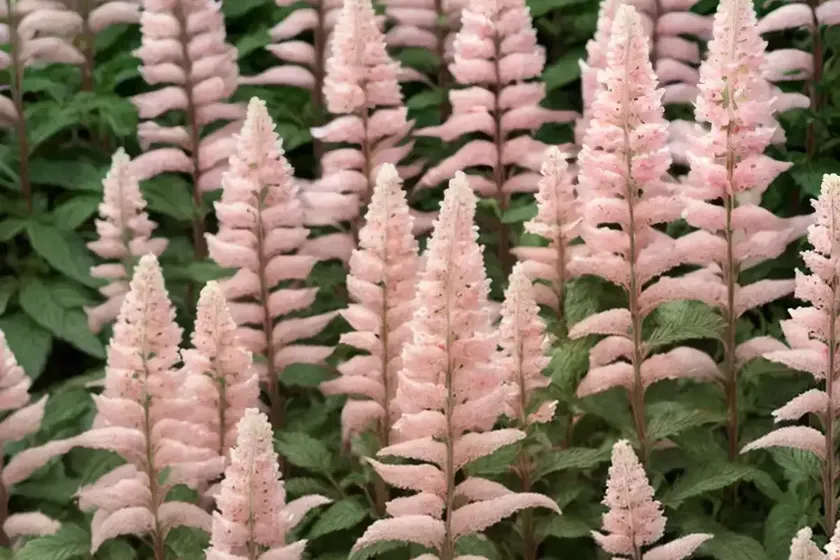 Astilbe (Astilbe X Rosea ‘Peach Blossom’)