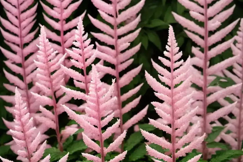 Astilbe chinensis ‘little vision in pink’ (chinese astilbe) — photo 2