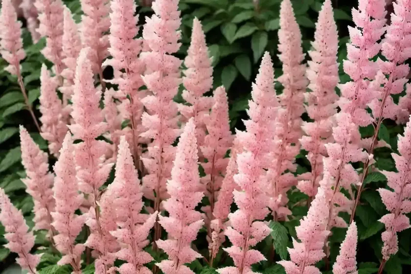 Astilbe chinensis var. pumila (dwarf chinese astilbe) — photo 2