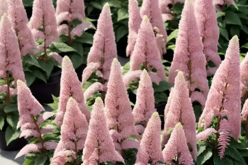 Astilbe chinensis var. pumila (dwarf chinese astilbe) — photo 3