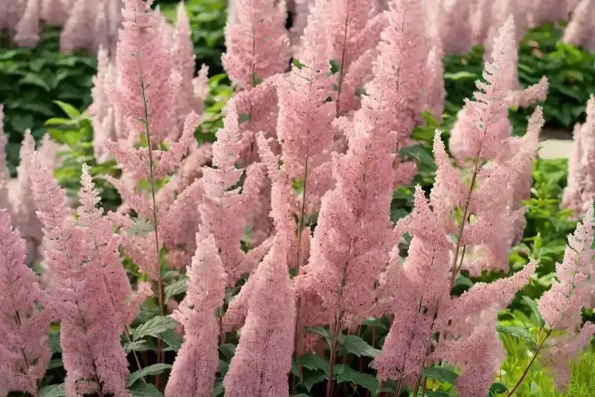 Astilbe Chinensis Var. Taquetii ‘Purpurlanz’ (Chinese Astilbe) — photo 3