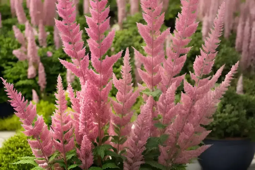 Astilbe chinensis var. taquetii ‘superba’ (chinese astilbe) — photo 2
