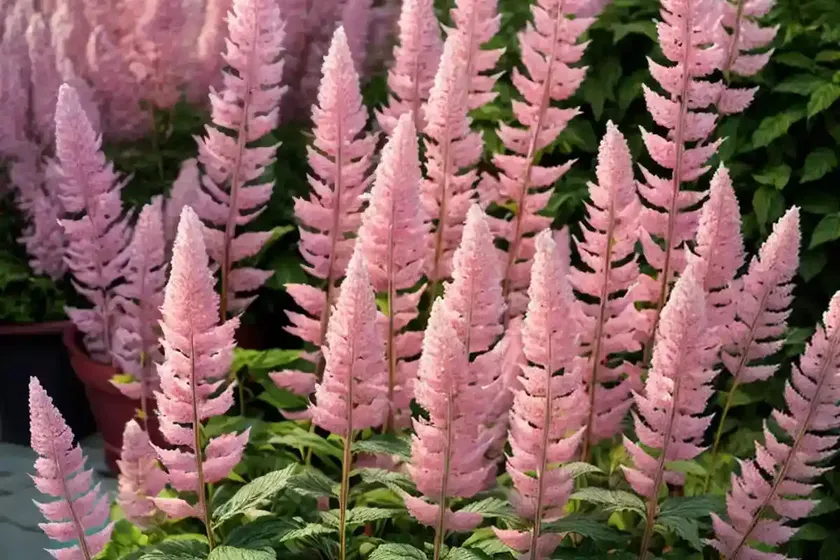 Astilbe chinensis var. taquetii ‘superba’ (chinese astilbe) — photo 3