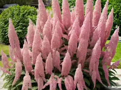 Astilbe Chinensis Var. Taquetii ‘Superba’ (Chinese Astilbe)