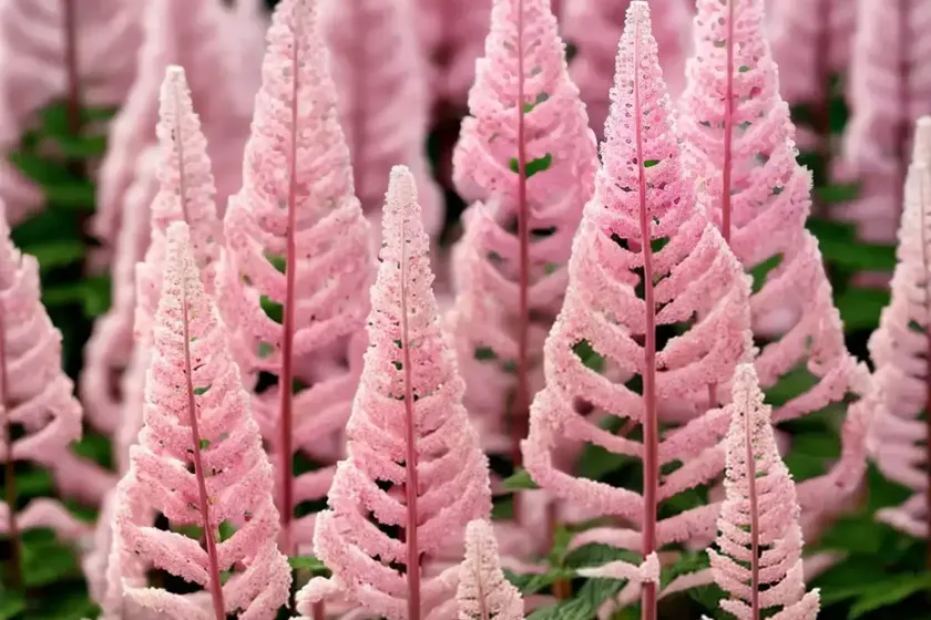 Astilbe chinensis ‘vision in pink’ (chinese astilbe) — photo 2
