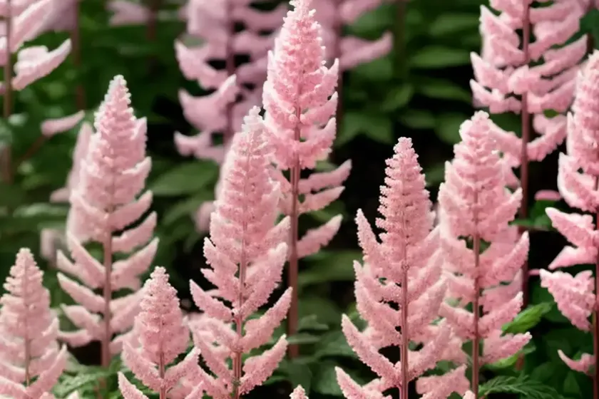 Astilbe chinensis ‘vision in pink’ (chinese astilbe) — photo 3