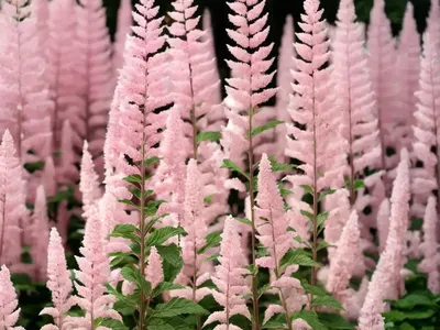 Astilbe Chinensis ‘Vision In Pink’ (Chinese Astilbe)
