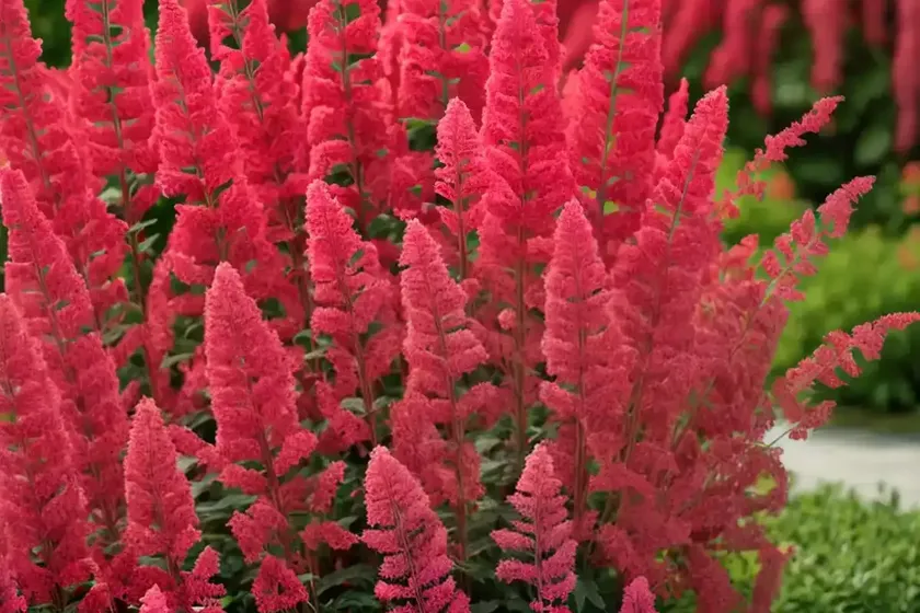 Astilbe chinensis ‘vision in red’ (chinese astilbe) — photo 2