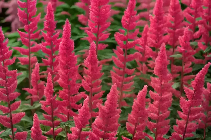 Astilbe chinensis ‘vision in red’ (chinese astilbe) — photo 3