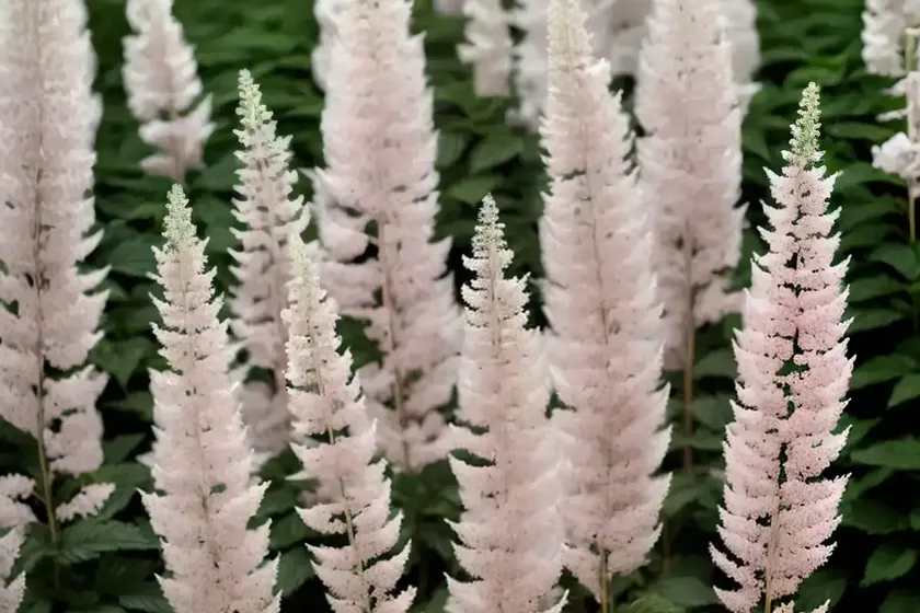 Astilbe chinensis ‘vision in white’ (chinese astilbe) — photo 3