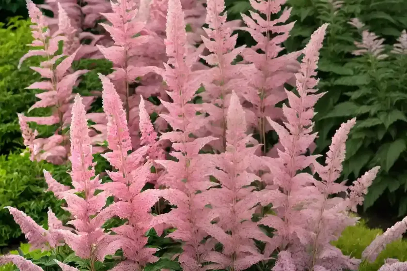 Astilbe chinensis ‘visions’ (chinese astilbe) — photo 3