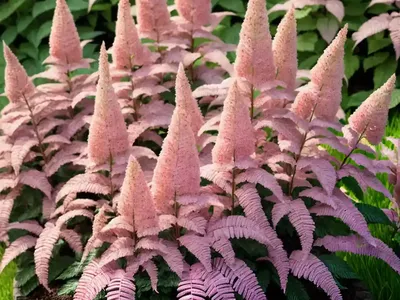 Astilbe Thunbergii ‘Chocolate Shogun’)