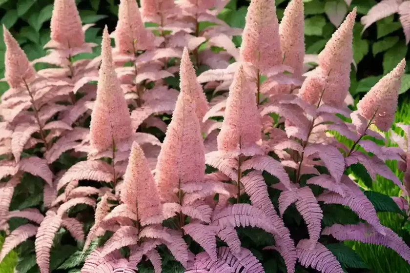 Astilbe thunbergii ‘chocolate shogun’)